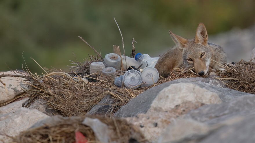 Coyote sitting in trash.