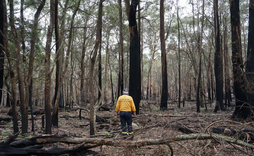 New South Wales rural fire captain Danny King stands at the place he was weeks earlier, when two fires merged. The wind kicked up, King said. "And it was all over. There was nothing we could do."