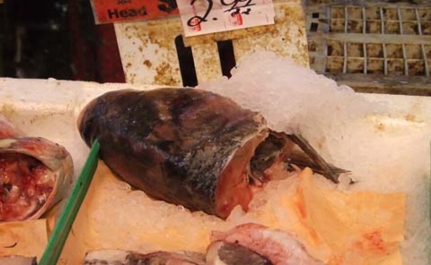 Bighead carp for sale (in this case, dead) at an Asian grocery store in Toronto.