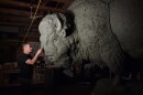 Gary Staab makes a careful adjustment to the massive head of a bull bison. The Missouri sculptor created a trio of burly bovines for the Smithsonian’s National Museum of Natural History in Washington. They'll take their place on the National Mall on March 19.