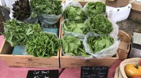 Some of the more exotic varieties of hydroponic lettuce are lalique, frisygo and salanova. (Photo: TJ Harrison)