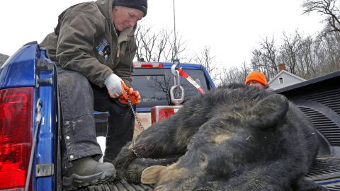FILE – In this Dec. 8, 2014, file photo, Kim Tinnes, with New Jersey's Division of Fish and Wildlife, examines a 346-pound male bear brought for check-in on the first day of a state-sponsored bear hunt to the Whittingham Wildlife Management Area in Fredon, N.J. New Jersey's firearm-only black bear hunting season scheduled from Monday through Saturday, Dec. 4 to 9, 2017, may be the state's last for some time, since Democratic Gov.-elect Phil Murphy has said he plans to impose a moratorium on the hunts. (AP Photo/Mel Evans, File)