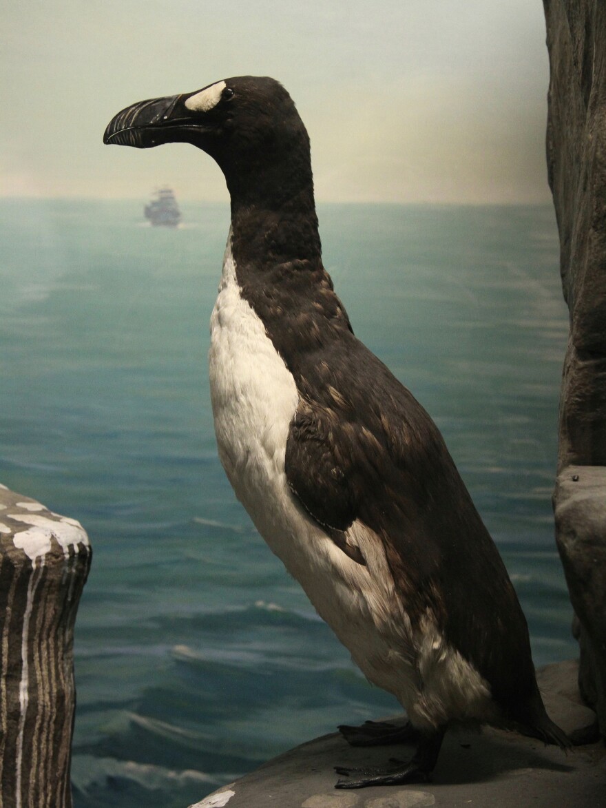 A great auk at the Academy of Natural Sciences of Drexel University in Philadelphia.