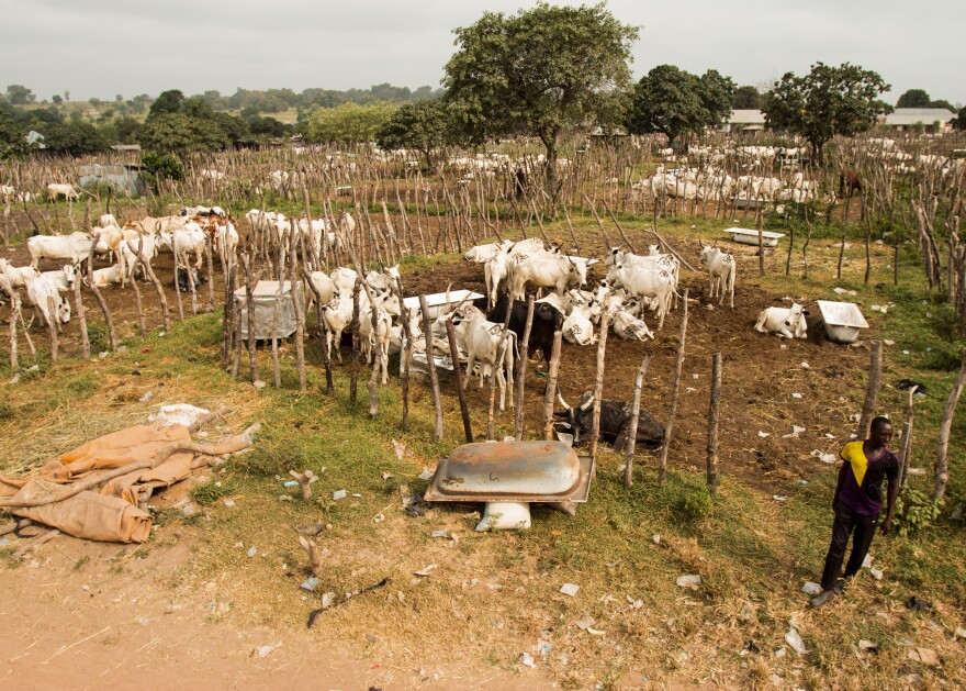 After the ban on grazing, cows in the cattle market in Makurdi, Nigeria, were trapped with no food or water. "If [the cows] start dying, then we have no means of feeding our families," says Aliyu Mustapha, the market's director.