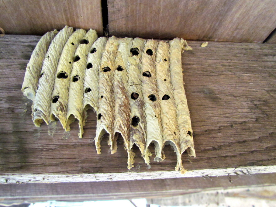 The nest of an "organ pipe" mud dauber.