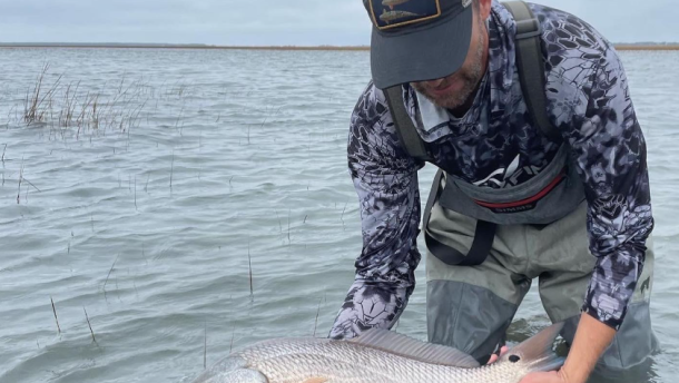 Red drum being safely released using best fish handling practices.