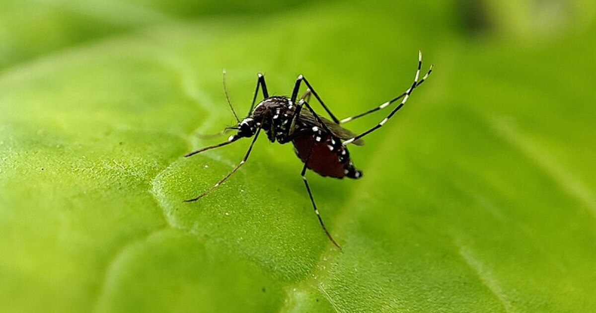 Pilot Insect Collier Mosquito Control District pilots program to reduce insects ...