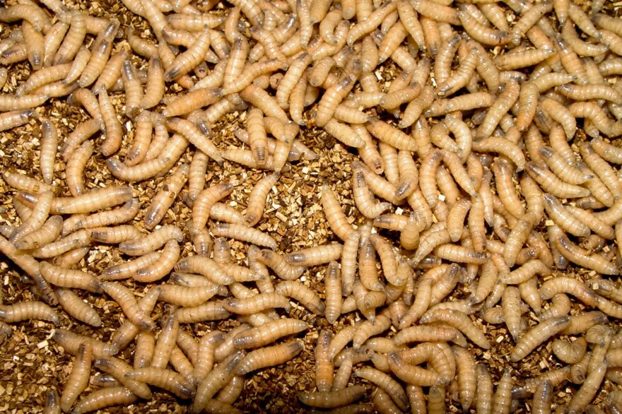 Mature New World screwworm larvae.