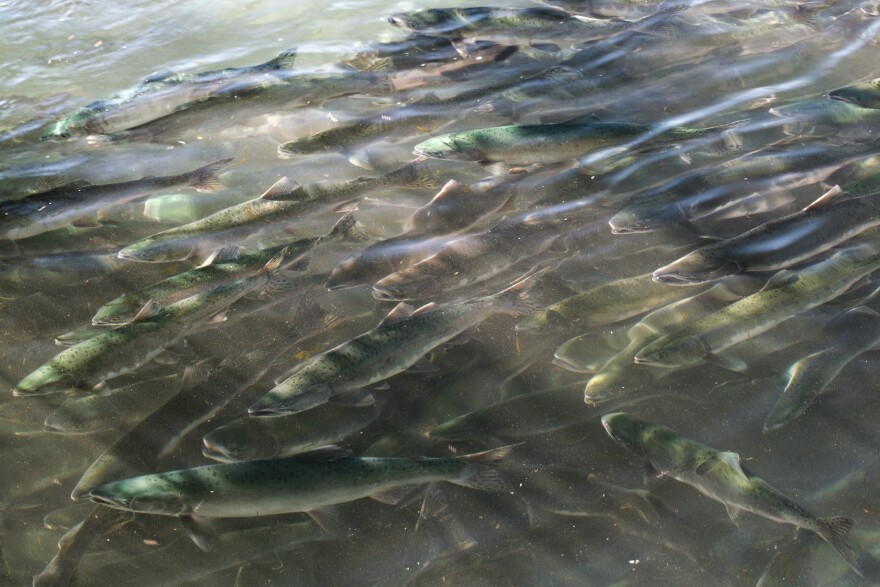 Pink salmon in Kodiak's American River, Aug. 17, 2025.