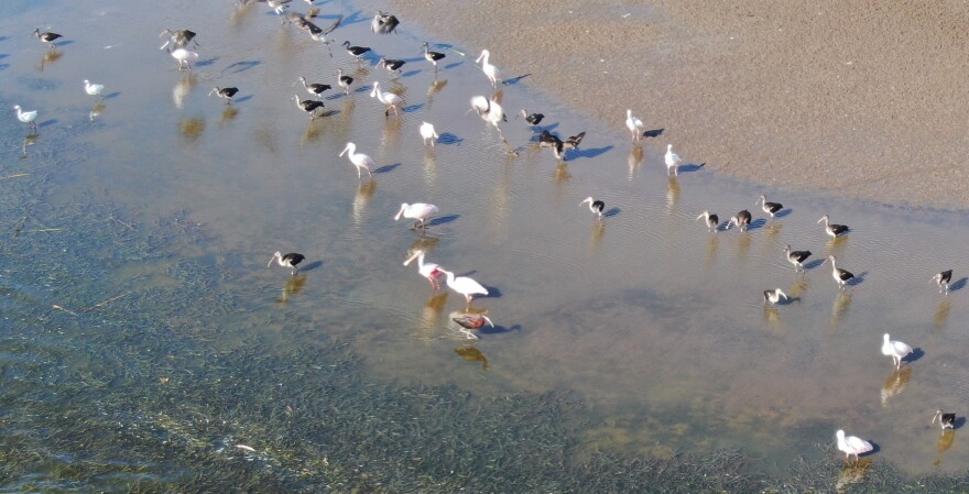 Spoonbills gather at Hookers Prairie