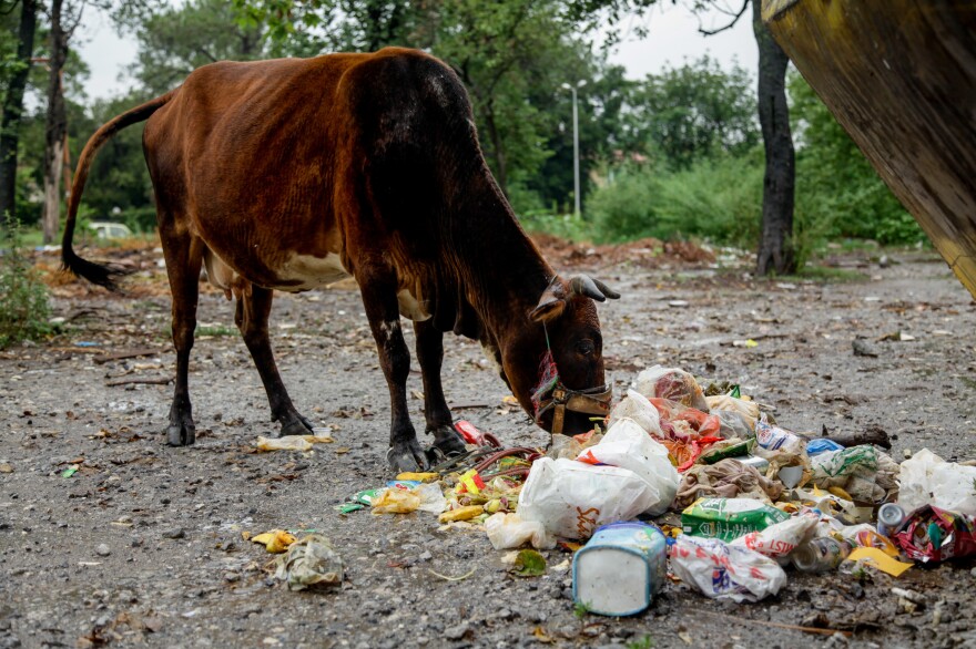 A cow munches on trash-filled plastic bags tossed near a dumpster on the outskirts of Saidpur.