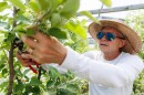 Ron Christie, the owner of Off the Wall Orchard in Concord, cuts a branch from an apple tree at his farm on June 29, 2026. ALEX MILLER / Concord Monitor