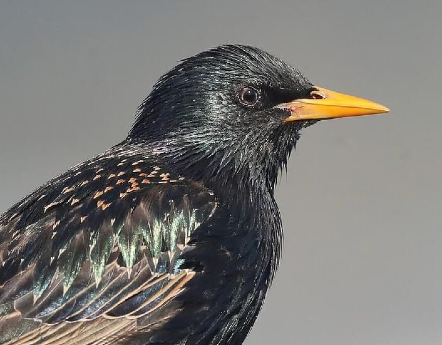 They #39 re common in California But some are non native birds Santa