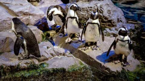 A group of African penguins standing on the rocks at the New England Aquarium. (Robin Lubbock/WBUR)