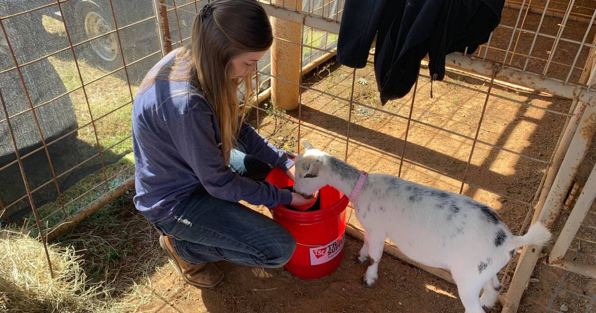 Livestock Showing Is Most Important Part Of State Fair For Some
