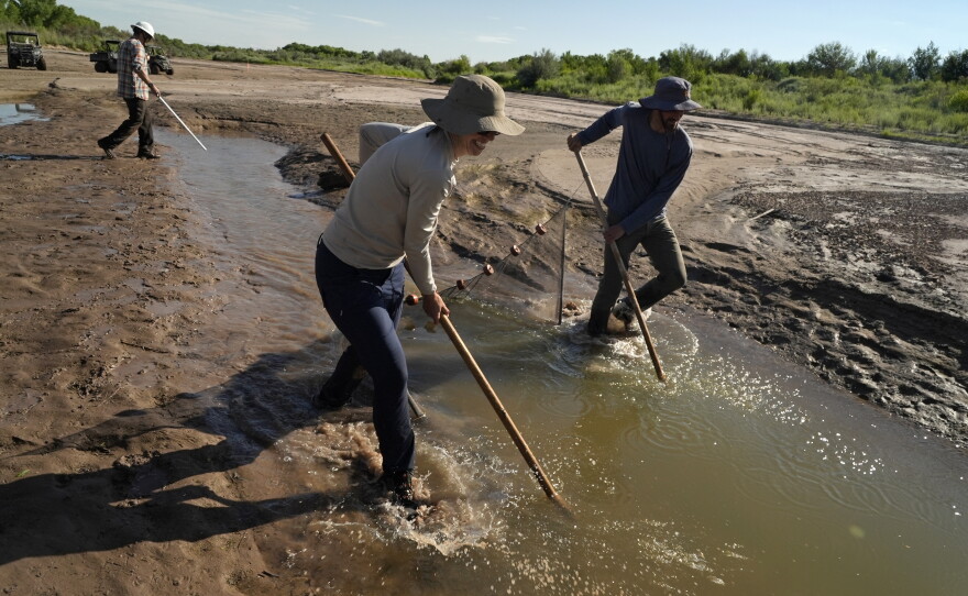 Fish biologists work to rescue the endangered Rio Grande silvery minnows from pools of water in the dry Rio Grande riverbed Tuesday, July 26, 2022, in Albuquerque, N.M. For the first time in four decades, the river went dry and habitat for the endangered silvery minnow — a shimmery, pinky-sized native fish — went with it. (AP Photo/Brittany Peterson)