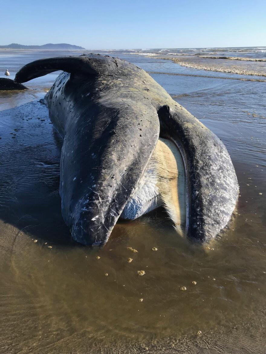 A gray whale that stranded near Long Beach, Washington, on April 30 was found to be skinny and malnourished. CREDIT: JOHN WELDON / PORTLAND STATE UNIV.