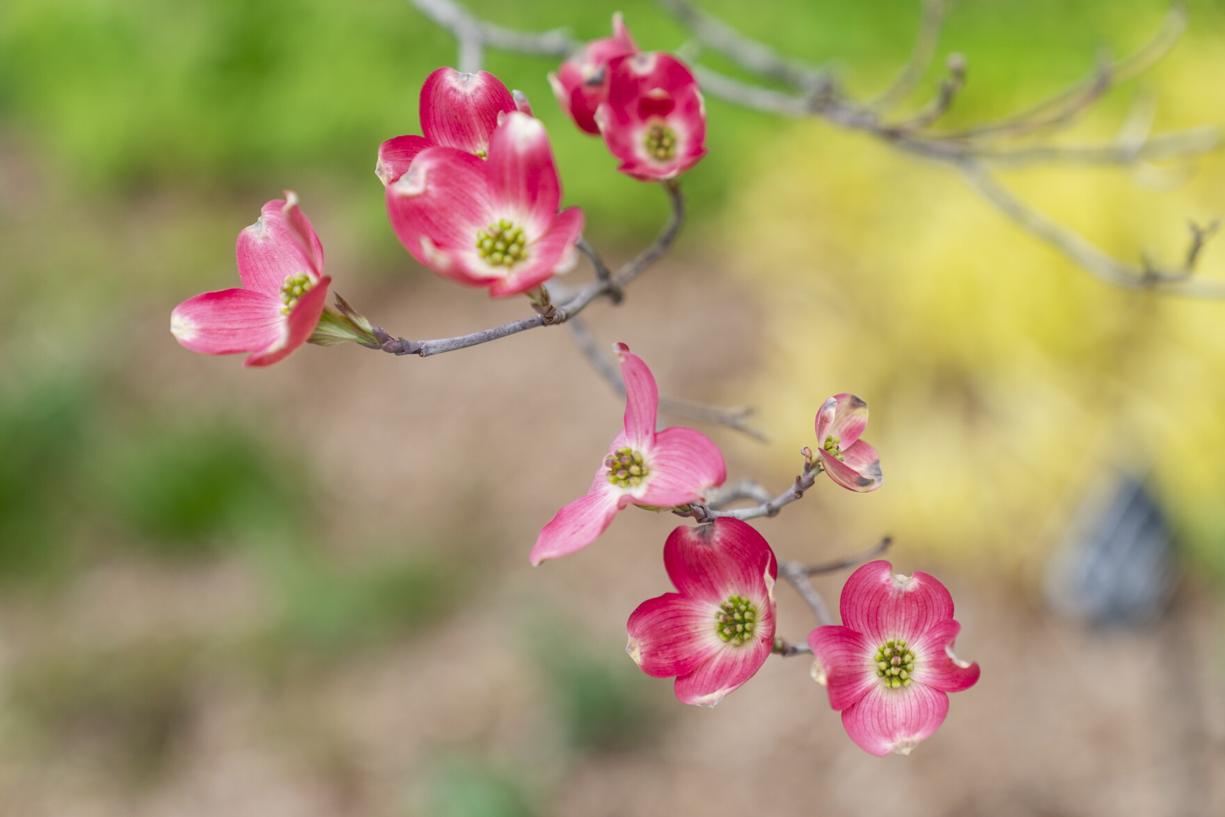 Records show climate change is causing Missouri’s state tree to bloom ...