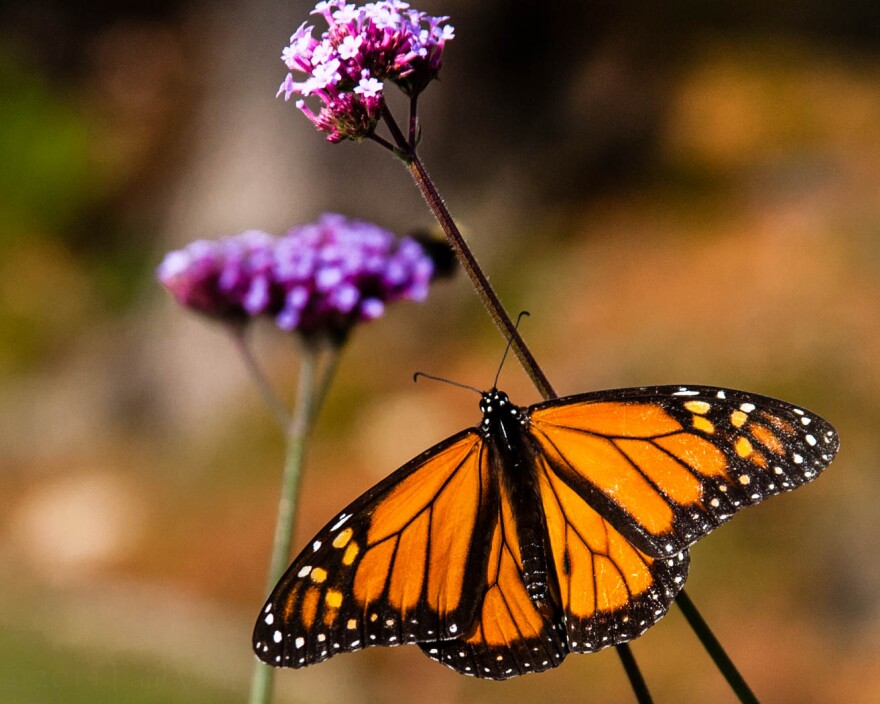 Monarch Butterfly