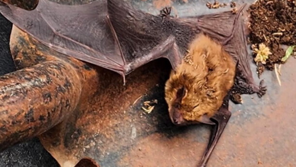 A photo taken by a Truesdell staff member as a recently deceased bat is carried out on a shovel. Staff and students routinely encounter bats at the school.