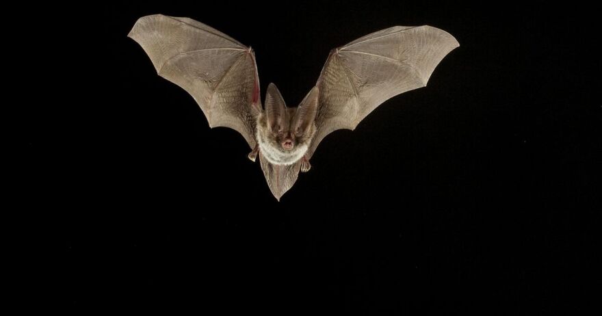 Charlotte County has issued a rabies alert after a bat was found that tested positive for rabies.