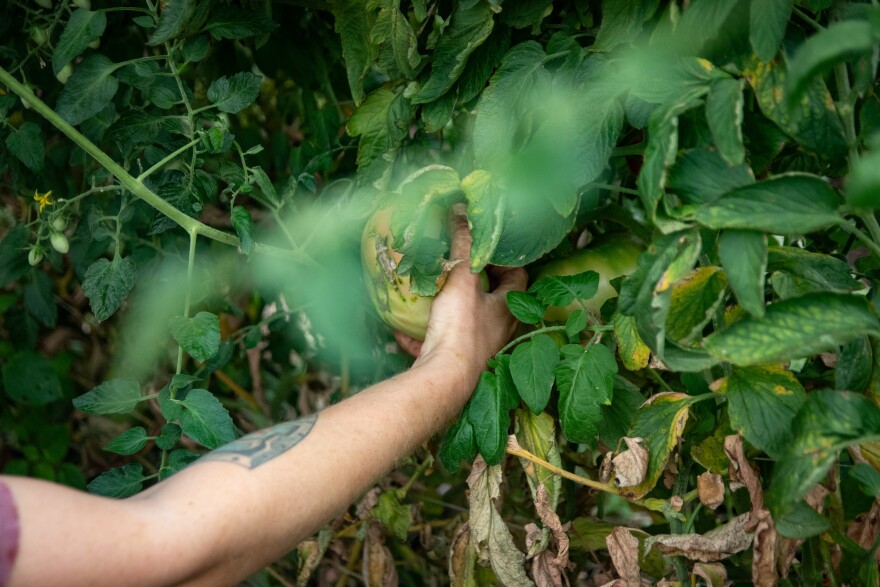 A person picks a tomato off the vine.