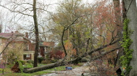 The City of Lexington is accepting free storm debris drop-offs at two sites through Sunday and perhaps longer.