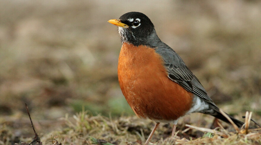 An American robin