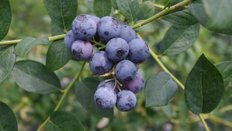 IFAS researchers have been involved in an experiment to uncover ways to create tastier and sturdier blueberries.