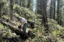 Two people are using chainsaws to cut fallen trees and debris in the forest. 