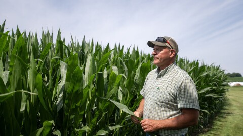 A man in a plaid shirt and cap stands beside tall green corn plants in a field, looking at the crops under a partly cloudy sky.