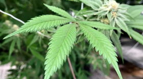 Since Denton voters passed a marijuana decriminalization ordinance on Nov. 8, Denton police have reported finding nearly 100 people with a misdemeanor amount of weed.