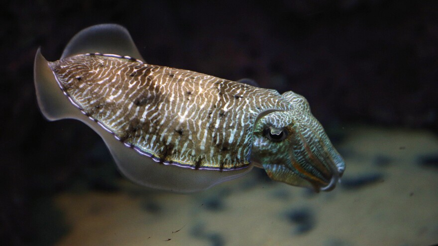 A cuttlefish swims in an aquarium at the Scientific Center of Kuwait in 2016. Cuttlefish showed impressive self-control in an adaptation of the classic "marshmallow test."