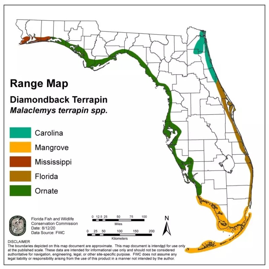 Range map of Diamondback terrapins in Florida. Blue for Carolina, yellow for mangrove, red for Mississippi, gold for Florida and green for ornate. 