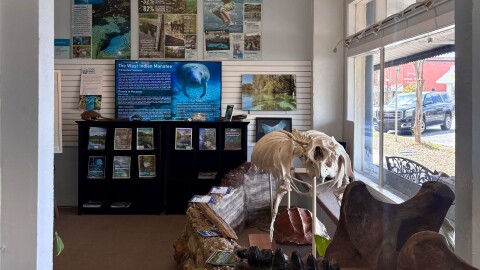 A television inside the Florida Springs Institute Welcome Center displays information about the West Indian manatee. Posters, magazines and fossil displays about Florida springs are also featured throughout the room. (Ornella Moreno/WUFT News)