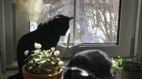 Two cats sit in a window in winter next to two potted plants. 