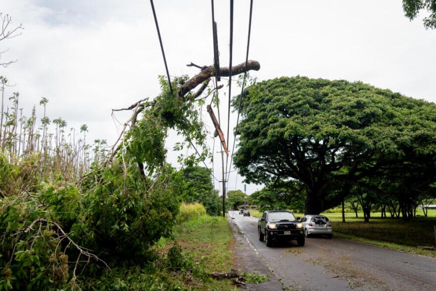 A large tree branch is draped over power lines in Haleʻiwa after Lala passed south of Oʻahu, Sunday, Aug. 16, 2026. (Craig Fujii/Honolulu Civil Beat via AP)