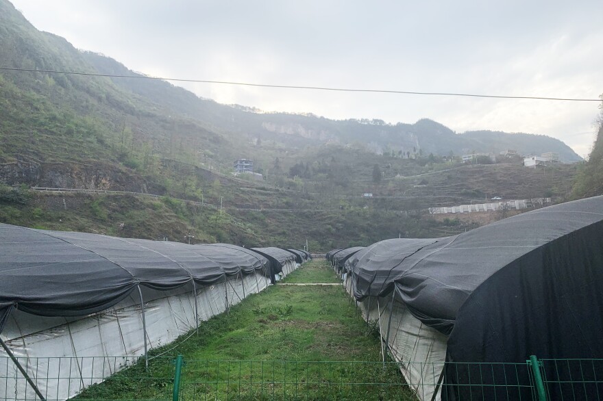 Rows of greenhouses in Bijie where Sun Dahui helps grow shitake mushrooms. He says the crop brings in dozens of more times the revenue their corn fields once did.