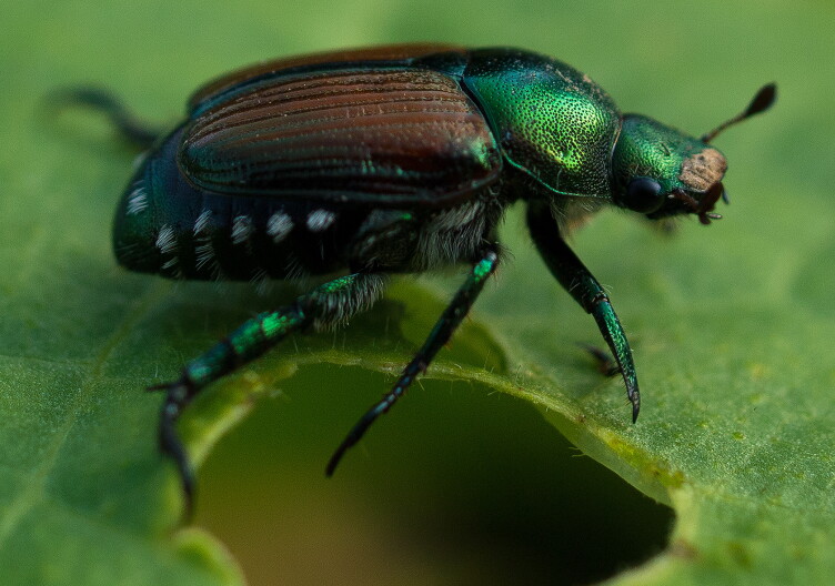 A Japanese beetle sits on a leaf.