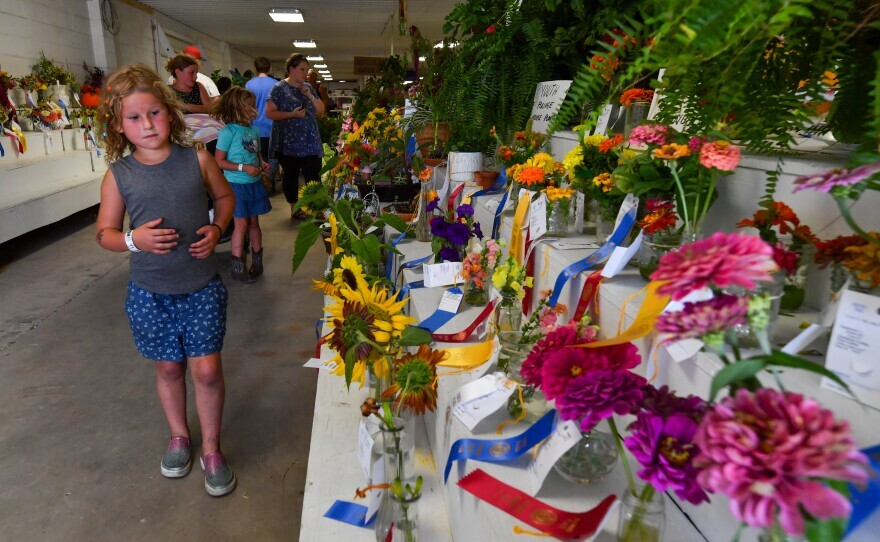 Amelia Champluvier looks for her sunflower entry in the youth competition at the 2024 Wyoming County Fair.