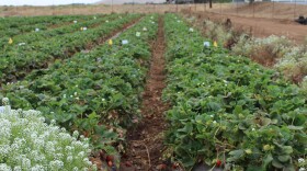 The strawberry research field at Cal Poly is one tool students can use to study diseases in strawberries.