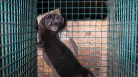 A brown mink, a small mammal that looks similar to an otter or ferret, stands up inside a metal cage. There is some sort of injury on its tail, with less fur around the area and visible scabs.