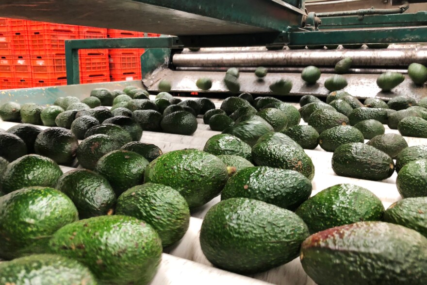 Mexican avocados roll down a production line at Frutas Finas packing plant in Tancitaro, in the western Mexican state of Michoacán.