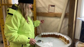 Jennifer RiChard looks at syrup samples taken from each barrel of maple syrup her business, Hidden Acres Sugar Bush in Gaylord, has produced this season. One year after an ice storm that devastated her trees, RiChard is back to tapping. (Photo: Ellie Katz/IPR News)