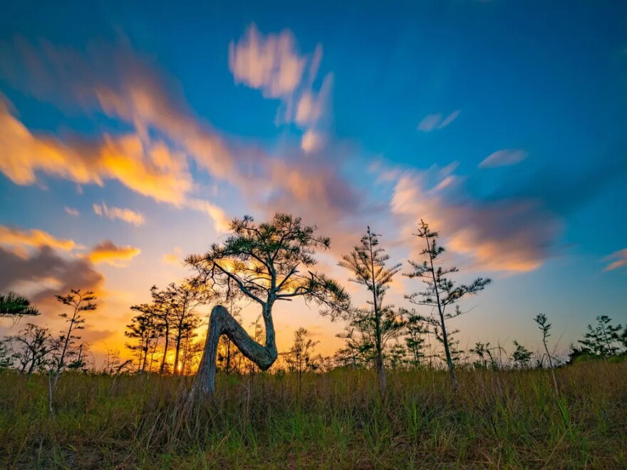 A daylong symposium will look at how art and science help tell the Everglades story.