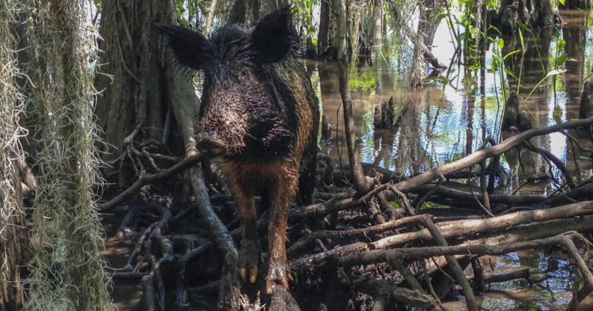 Hog Rado Feral hogs are invading Texas suburbs | Hawai'i Public Radio