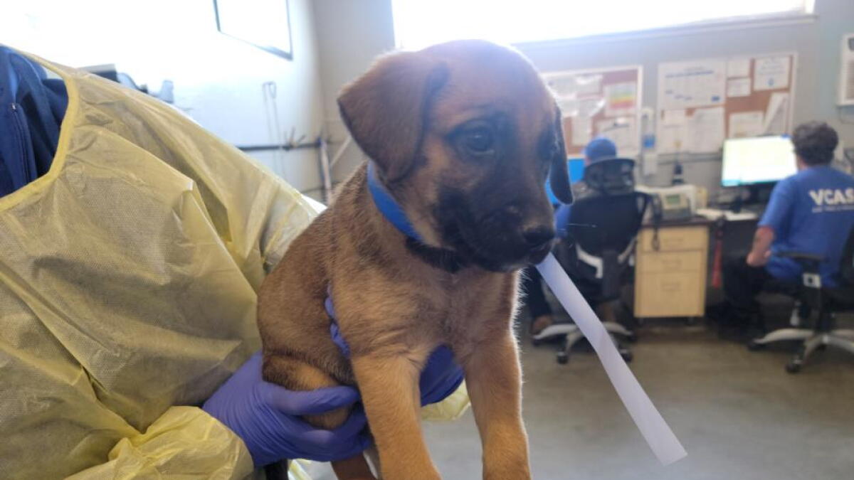 There's an urgent need for dogs in Ventura County to be adopted or fostered - Vimarsana News