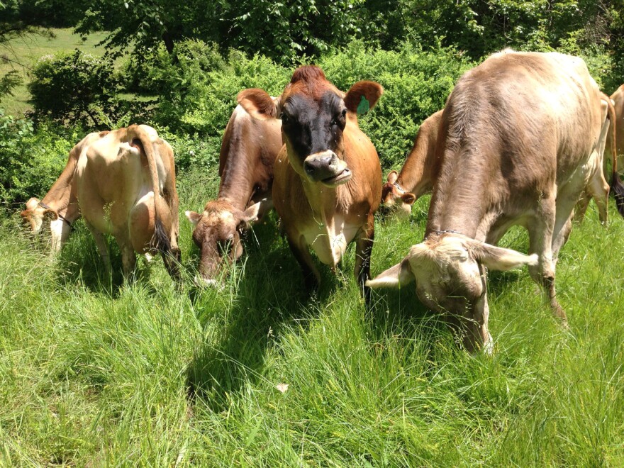 Jersey cows grazing on Pete Williams's farm in Shelburne, Massachusetts.