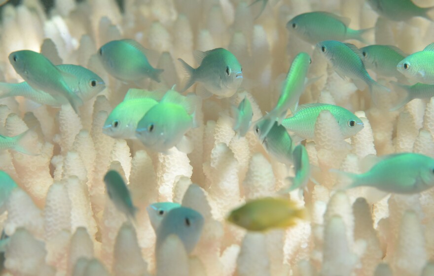 Fish swim amid bleached coral near Lizard Island, Australia.