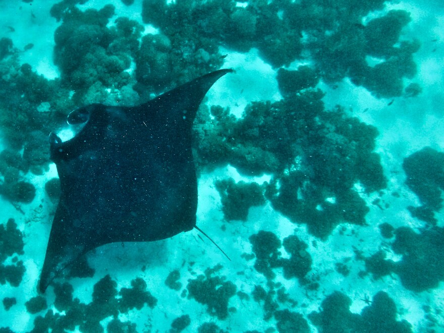 Komodo National Park, home to abundant marine life including manta rays, is popular with divers.